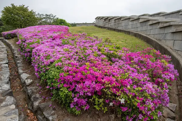 Scenic View Number Beautiful Pink Flowers Park — Fotografia de Stock