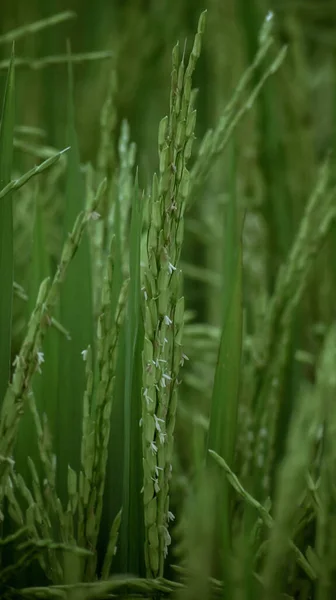 Eine Selektive Fokusaufnahme Von Grünem Graswachstum Feld Mit Verschwommenem Hintergrund — Stockfoto