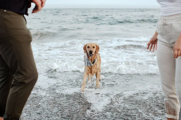 Closeup Golden Retriever Ocean Saint John New Brunswick Canada — Fotografia de Stock