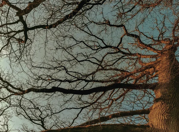 Une Vue Naturelle Des Branches Arbre Pendant Automne — Photo