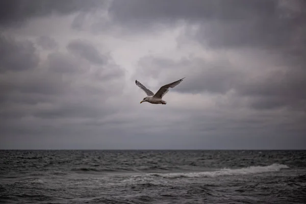 Ring Billed Gull Flying Sea Cloudy Day — Stockfoto