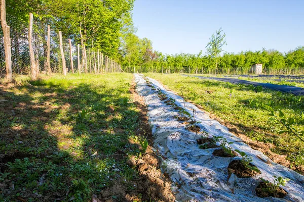 Plantação Mirtilos Campo Fazenda Samegrelo Geórgia — Fotografia de Stock