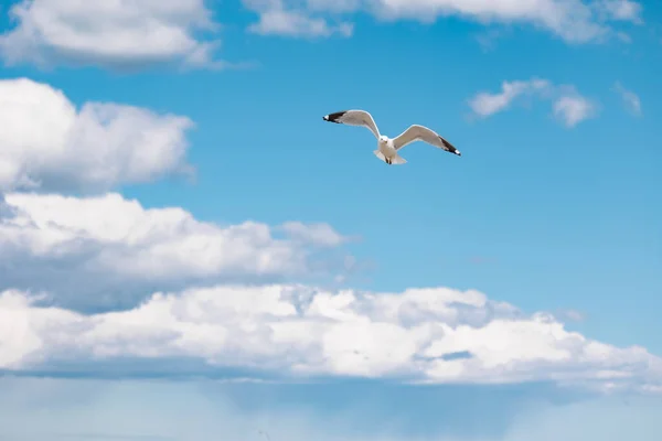 Bright Summer Day Seagull Spreading Its Wings Soaring Cloudy Blue — Stockfoto