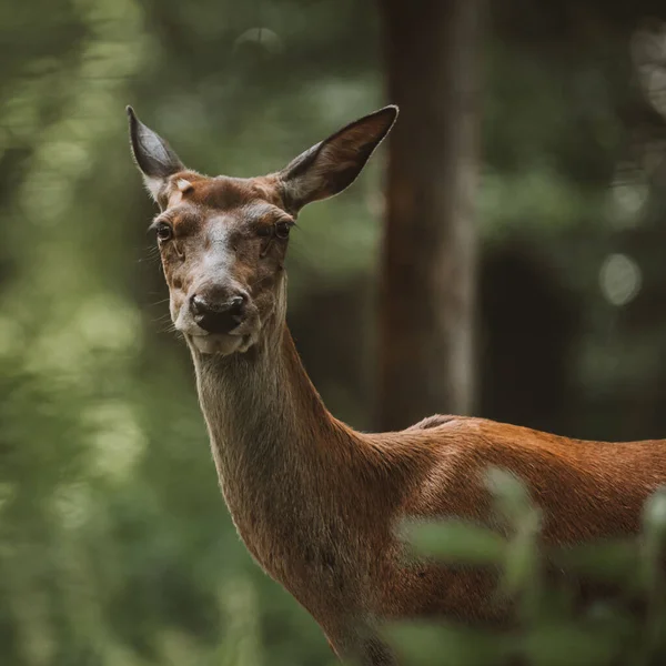 Close Shot Red Deer Blurred Background Forest — Stockfoto
