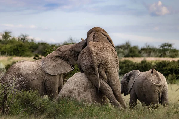Closeup Herd Elephants Playing Together Savanna Surrounded Greenery — Stock Photo, Image