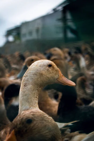 Duck Captured Duck Farm — Stock Photo, Image