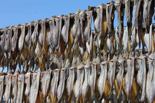 Stockfish Que Seca Uma Armação Madeira Abaixo Céu Ártico Azul — Fotografia de Stock