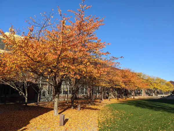 Sonbahar Ağaçlarının Güzel Bir Görüntüsü Yerde Yapraklar Çayırlar Mavi Güneşli — Stok fotoğraf