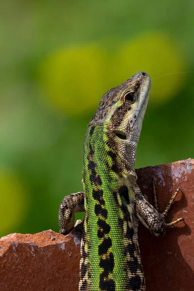 Lizard Standing Stone Spring Daytime — Foto de Stock