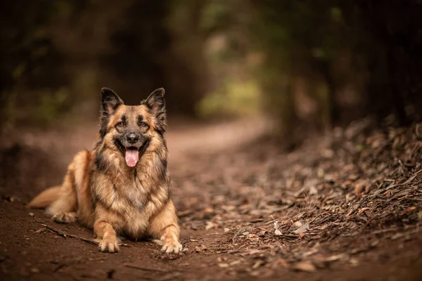 View Beautiful German Shepherd Sitting Forest — Stock Photo, Image