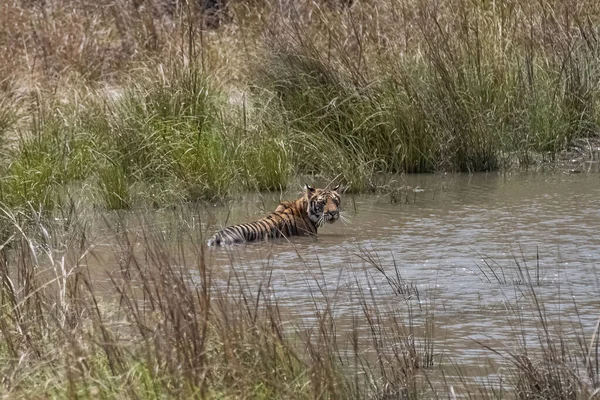 A tiger bathing and drinking in a lake in India, Madhya Pradesh, with reflection on water