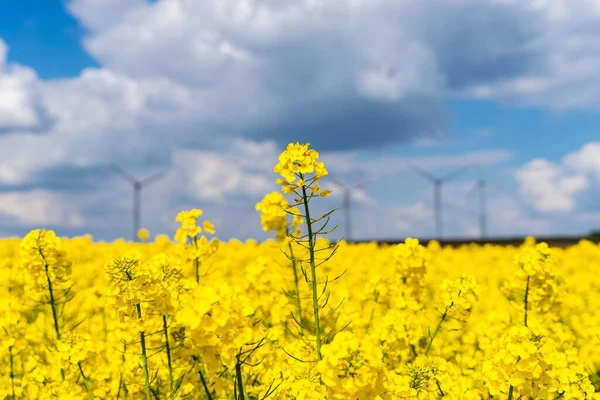 A beautiful vertical shot of a yellow rape field with visible wind turbines in the horizon