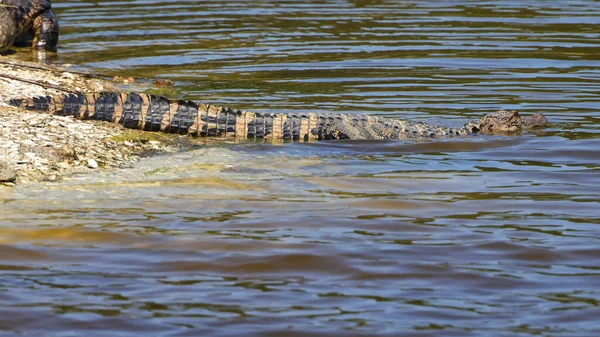 Amerikaanse Alligator Die Vanaf Kust Het Water Duikt — Stockfoto