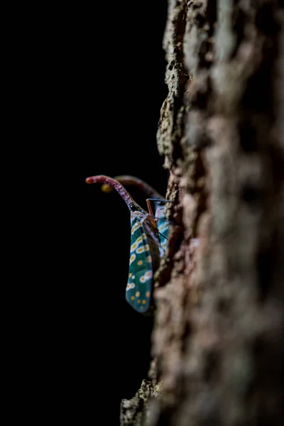 Vertical Macro Shot Pair Pyrops Candelaria Lantern Bugs Tree — Stock Photo, Image