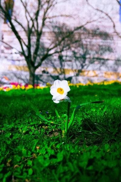 Vertical Shot Lonely Daffodil Growing Green Field Background Leafless Trees — Stock Photo, Image