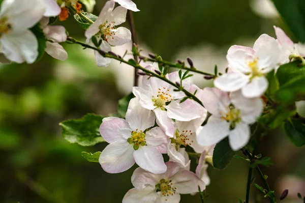 Een Close Shot Van Aziatische Appelplanten Bij Daglicht Een Tuin — Stockfoto