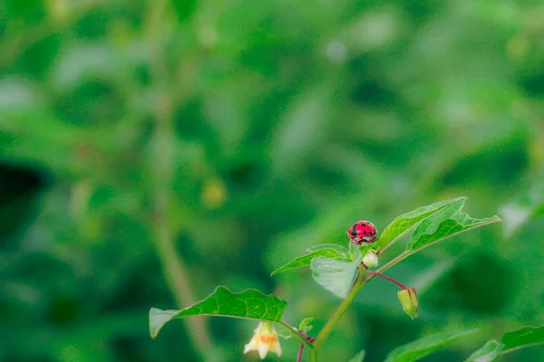 Primer Plano Una Pequeña Mariquita Roja Sentada Sobre Una Hoja — Foto de Stock