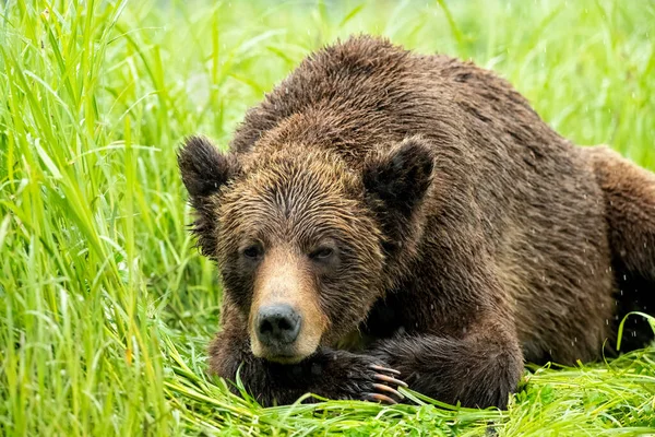 Μια Αρκούδα Γκρίζλι Ξεκουράζεται Κάτω Από Βροχή Στο Khutzeymateen Grizzly — Φωτογραφία Αρχείου
