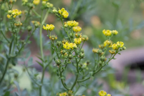 有機園の真の植物に黄色の花を咲かせ — ストック写真