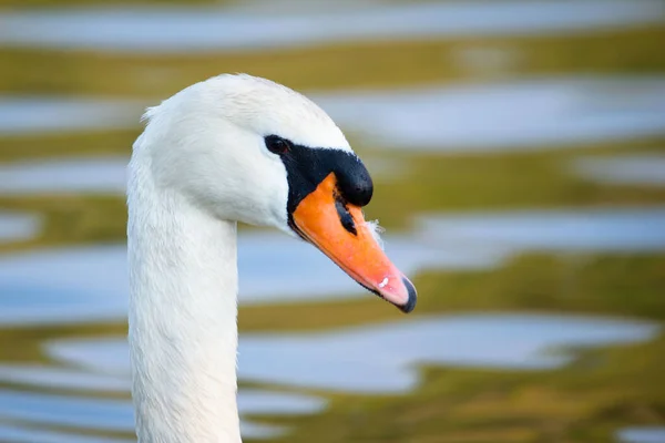 Cigno Bianco Che Sbatte Ali Fiume Mosella Germania Uccelli Acquatici — Foto Stock