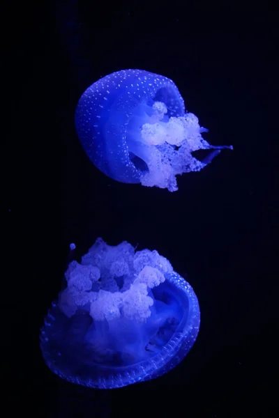 Papel Parede Dois Azul Peek Boo Medusas — Fotografia de Stock