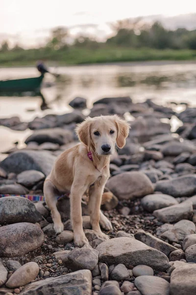 Eine Schöne Aufnahme Eines Golden Retriever Hundes Der Tagsüber Auf — Stockfoto
