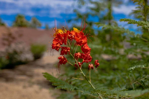 Una Flor Roja Con Árboles Borrosos Cielo Nublado Fondo —  Fotos de Stock