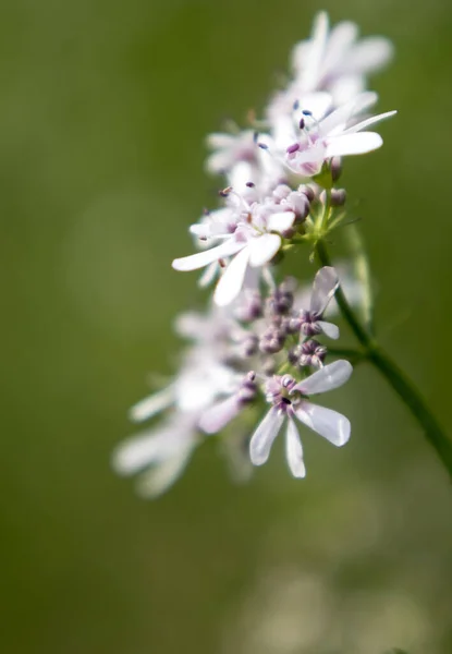 在阳光明媚的日子里 开满了黄花 背景完全变白了 其科学名称为 Coriandrum Sativum — 图库照片