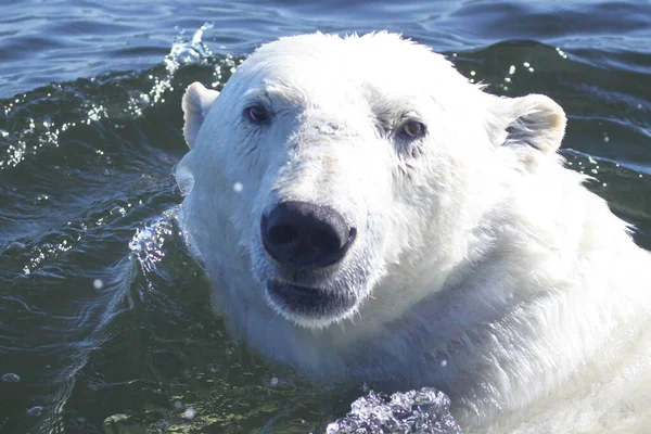 Ένα Πορτραίτο Μιας Πολικής Αρκούδας Ursus Maritimus Στο Νερό — Φωτογραφία Αρχείου