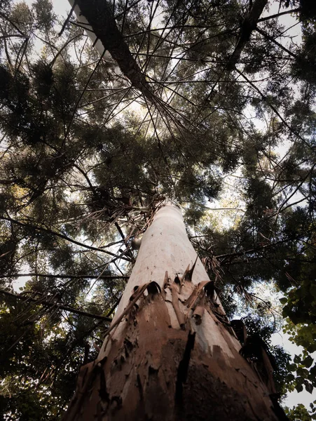 Árvore Alta Leva Quadro Central Pois Estende Tão Longe Que — Fotografia de Stock