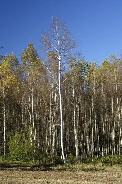 Empty Birch Trees Blue Sky Sunny Autumn Day Ludwigswinkel Fischbach — Stock Photo, Image