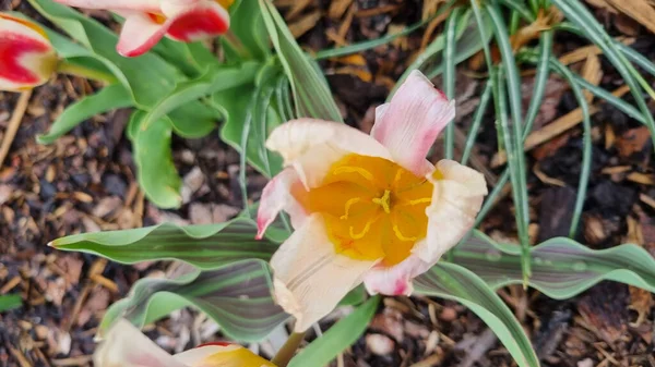 一种低生长的郁金香 叶宽条纹 花朵红黄 考夫曼郁金香 — 图库照片