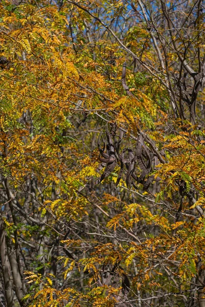秋の間のカラオケの木の垂直ショット — ストック写真