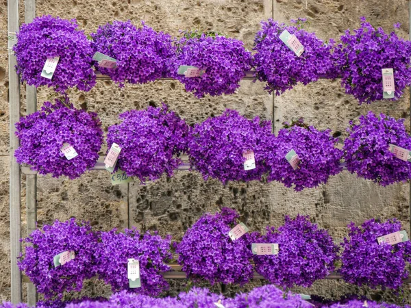 Produzenten Verkaufen Pflanzen Und Blumen Auf Der Straße Bei Einem — Stockfoto