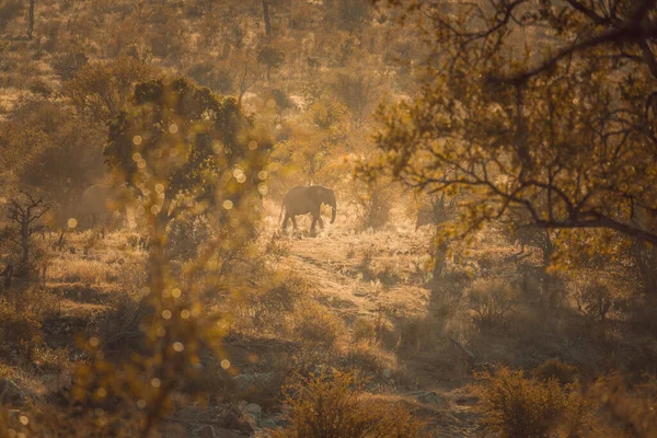 Een Eenzame Olifant Wandelend Een Wildreservaat Afrika — Stockfoto