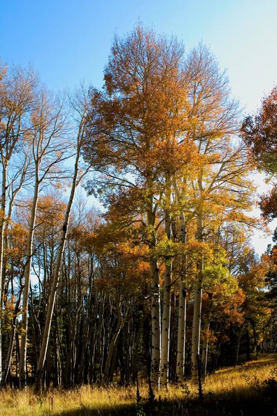 Herbstfarben Flagstaff Arizona — Stockfoto