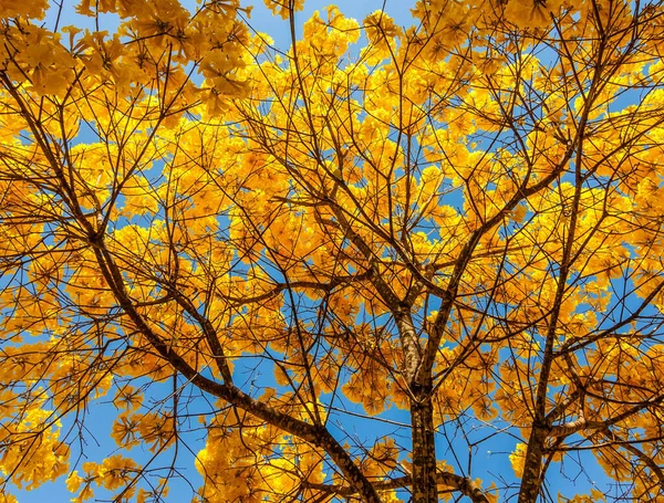 青い空に対して黄色の開花木の低角度ショット — ストック写真