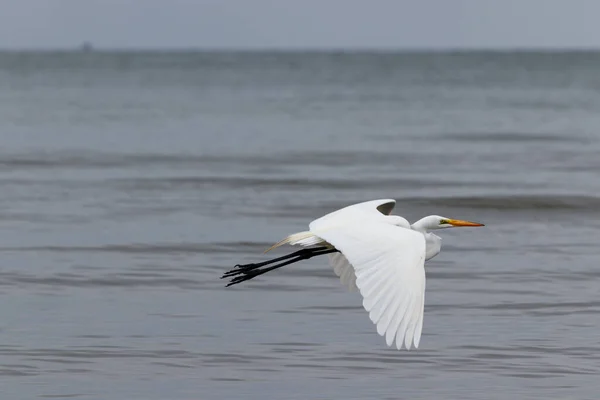 Great Egret Casmerodius Albus Bird Flying Ocean — Photo