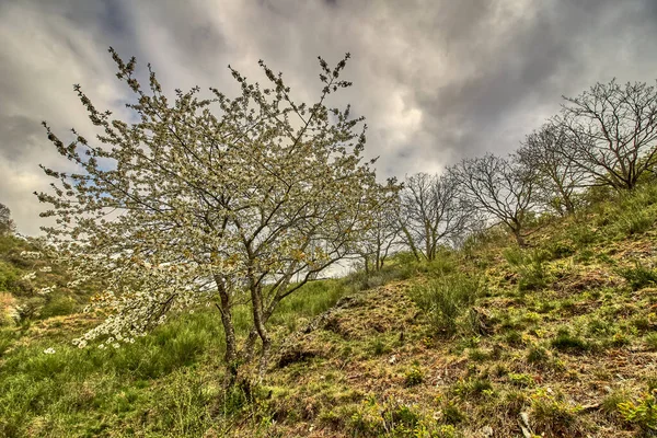 Прекрасный Вид Цветущие Деревья Поле Против Облачного Неба Дневном Свете — стоковое фото