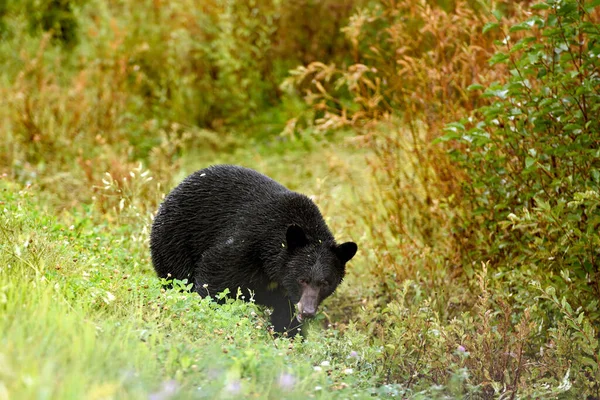 Amerykański Czarny Niedźwiedź Ursus Americanus Lesie Whistler Kolumbia Brytyjska Kanada — Zdjęcie stockowe