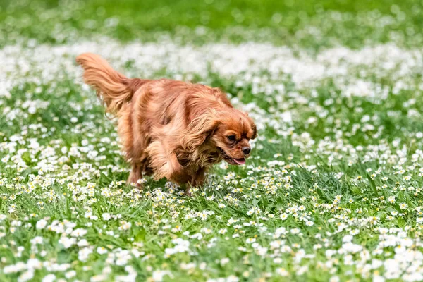 A dog cavalier king charles, a ruby puppy running in the nature, daisies flowerbed