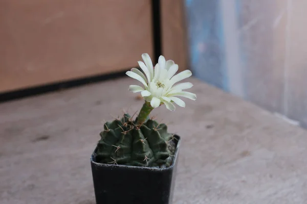 Közelkép Egy Kis Cserepes Kaktuszról Fehér Virággal — Stock Fotó