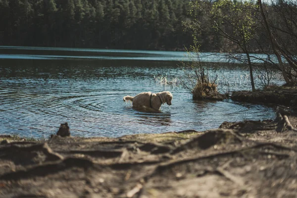 Dog Swiming Lake — Stock Photo, Image