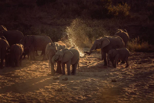 Une Belle Famille Éléphants Dans Une Réserve Chasse Afrique — Photo