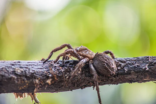 Bir Ağaç Dalındaki Kahverengi Örümceğin Yakın Plan Görüntüsü Bulanık Bir — Stok fotoğraf