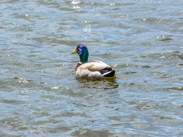 Scenic View Duck Swimming Peacefully Lake Park Prague — Stock Photo, Image