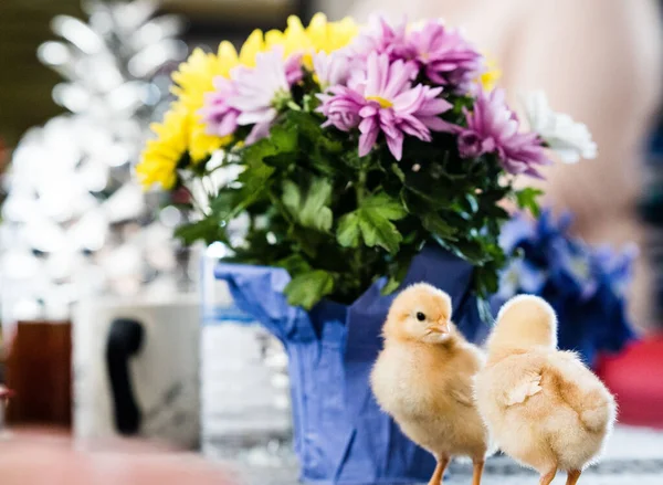 Closeup Two Adorable Chicks Next Colorful Flowers Blue Vase Table — Stock Photo, Image