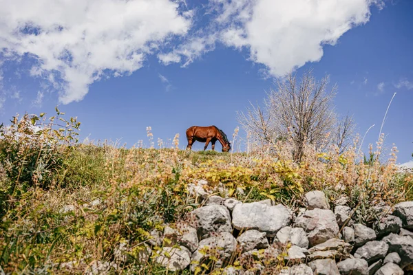 Brown Horse Grazing Background Blue Sky Montenegro — Foto de Stock