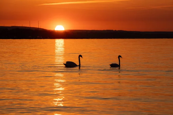 A beautiful landscape with silhouettes of two swans on the lake at sunset