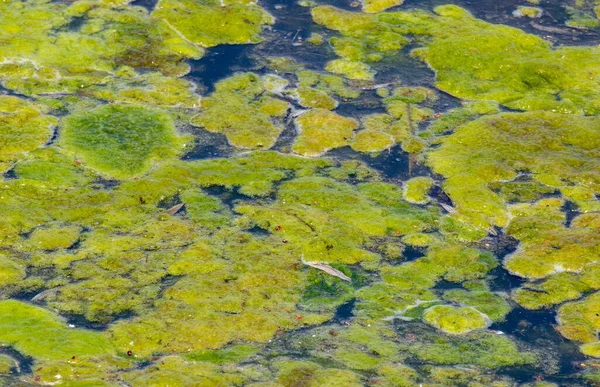Close Green Algae Surface Water — Fotografia de Stock
